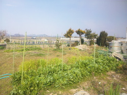 20110503morikawa.jpg
